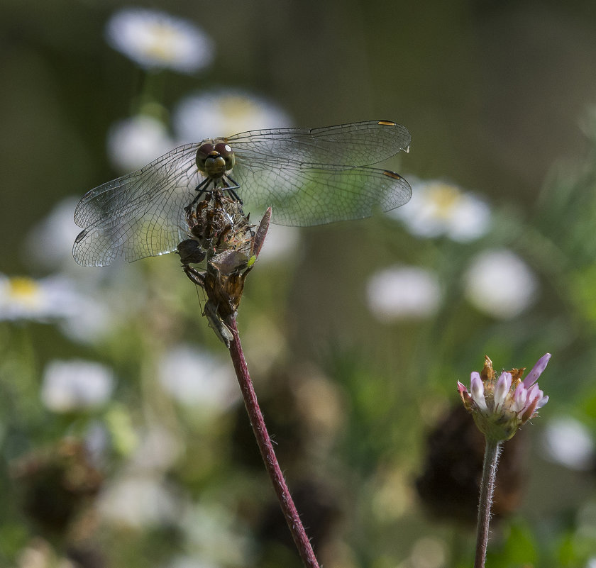 ... - civettina ...