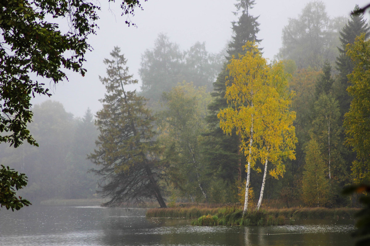 Осенний туман - Алёнка Шапран