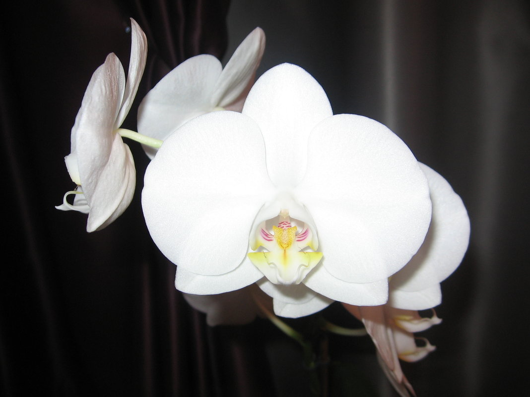 Орхидея домашняя - Владимир 