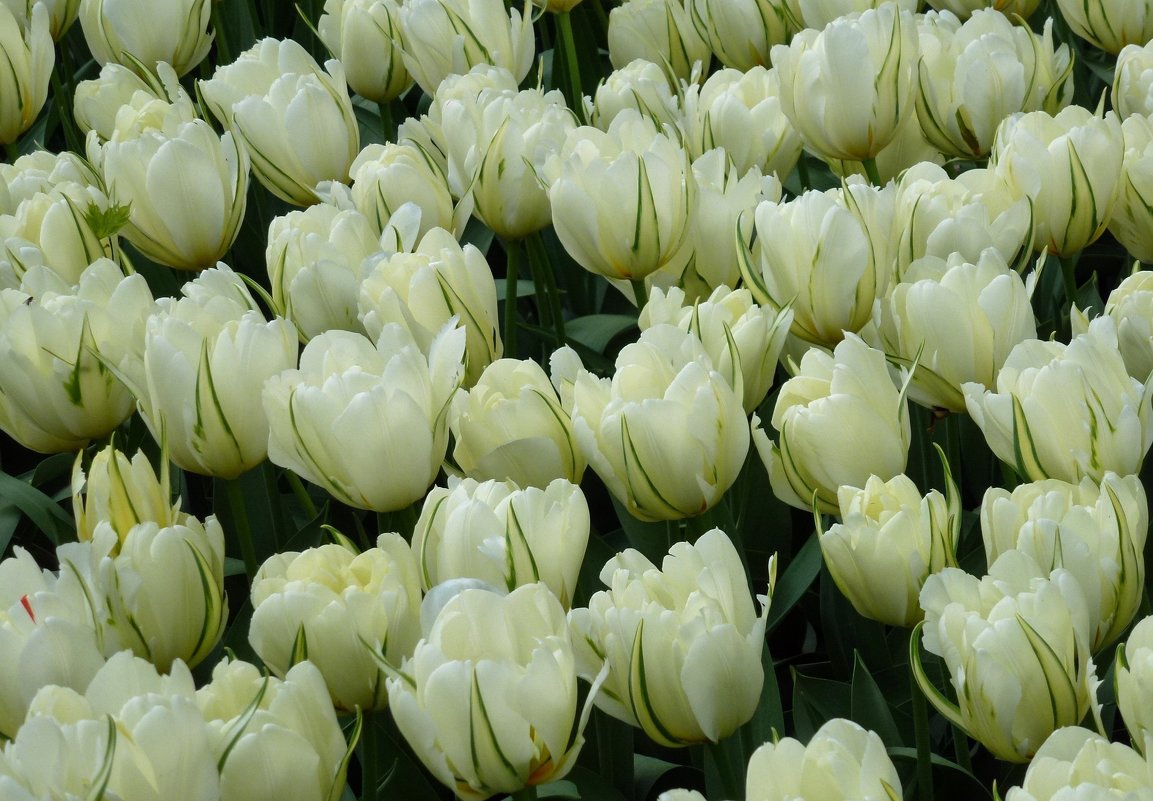 Белые тюльпаны - Наталья (Nattina) ...