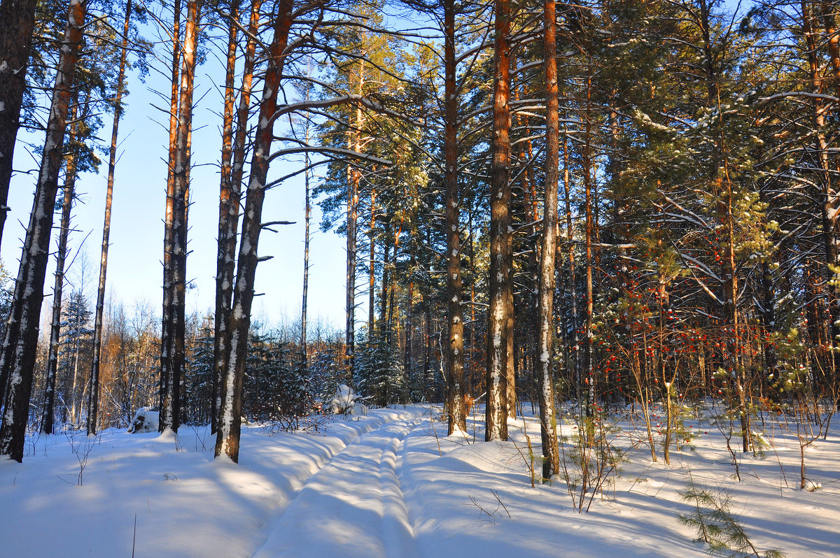 Зимой в лесу - Алексей http://fotokto.ru/id148151Морозов
