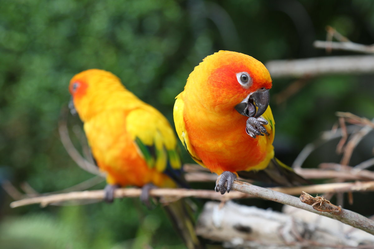 Тайские попугаи - Ирина Бруй