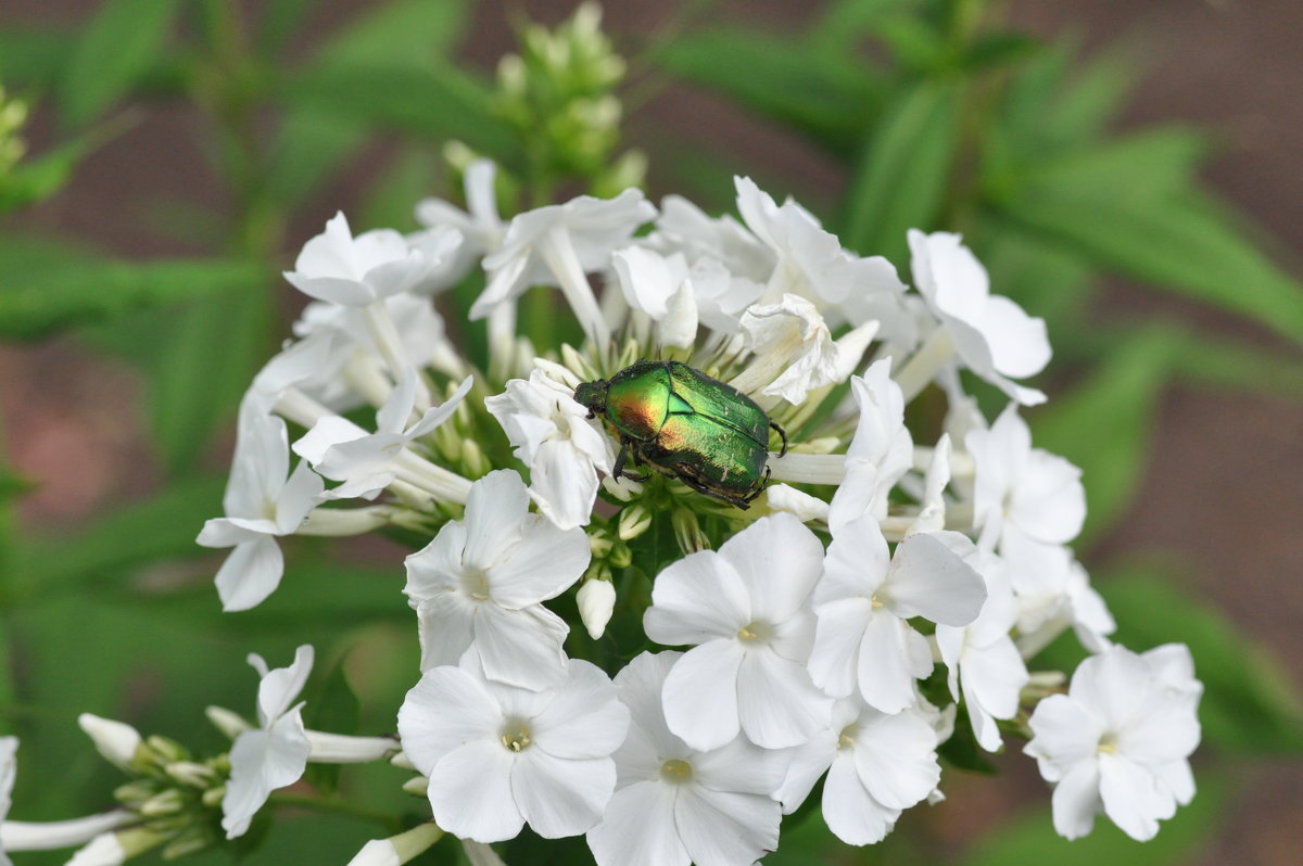 Майский жук на цветке - Сергей Тагиров