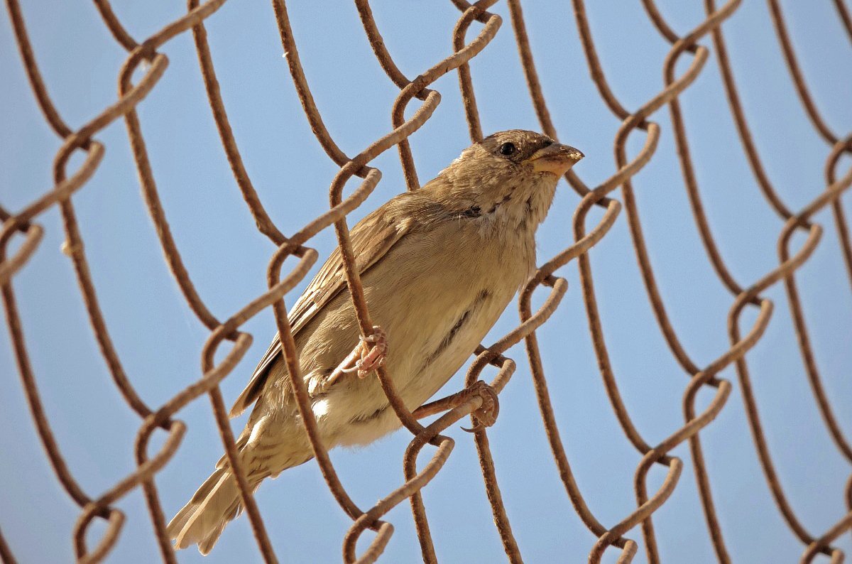 Bird on a Wire (Птичка на проводе) - Дядюшка Джо