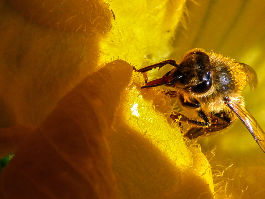 Пчела собирающая нектар. - Валерий Изотов