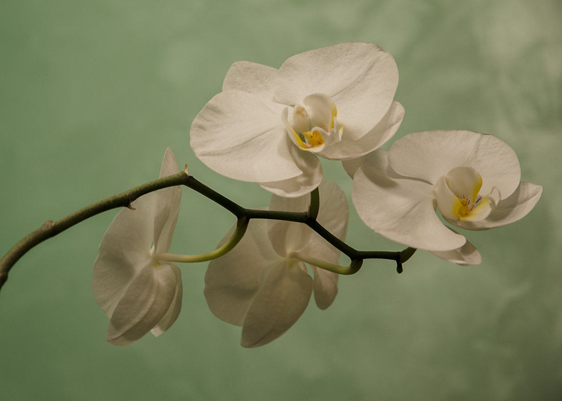 Белой орхидеи нежные цветы - Марина Мудрова