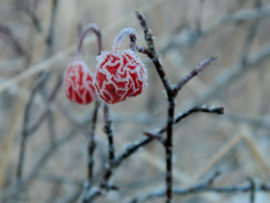 зимняя ягода - Анна 