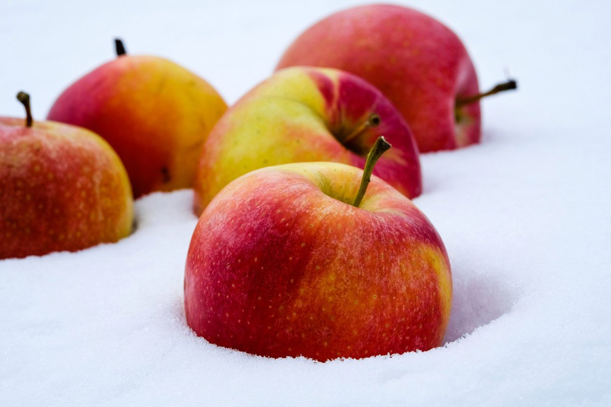 яблоки на снегу - юрий 