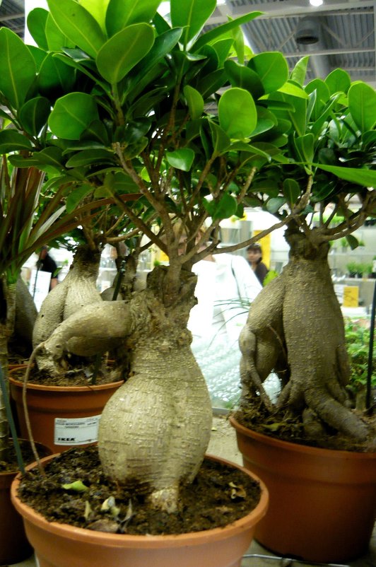 Вот такое растение Пахиподиум - Вера Щукина