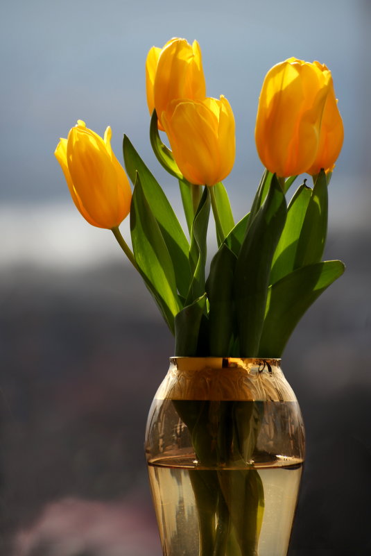 Желтые тюльпаны - Леонид 