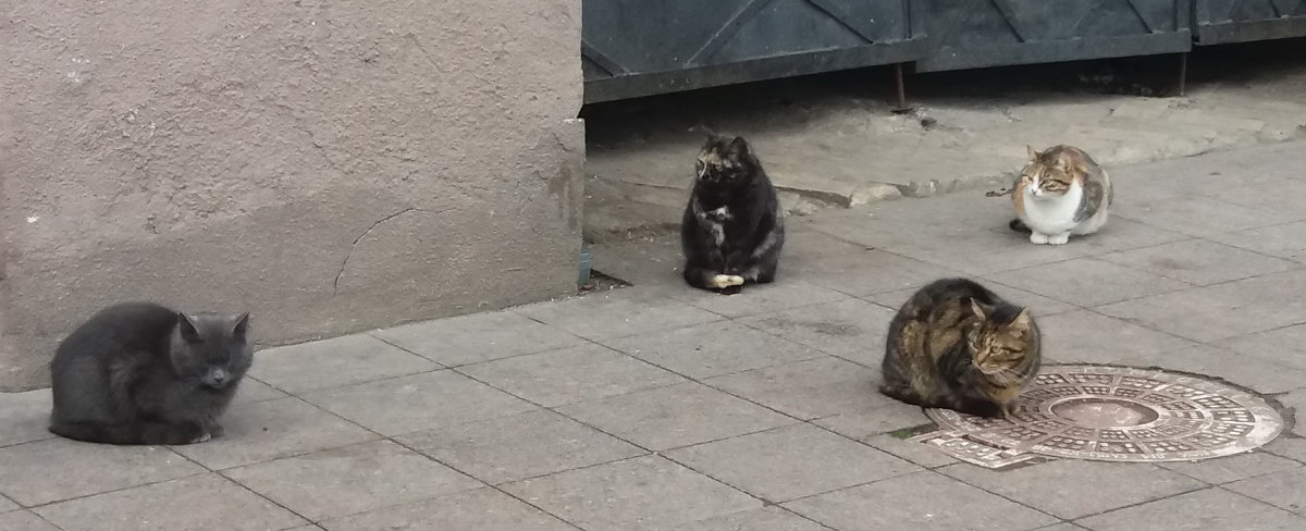 Коты на Приморском бульваре - Владимир 