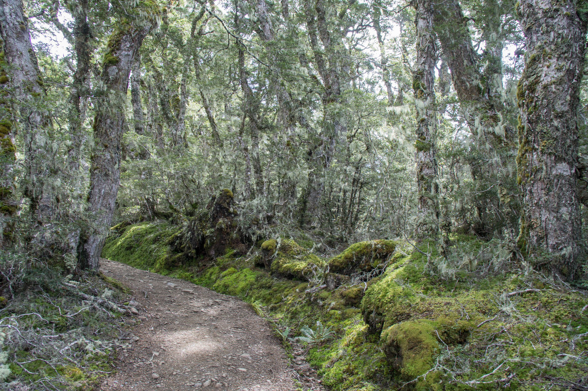 Вечнозеленый лес Новой Зеландии - Irina Shtukmaster