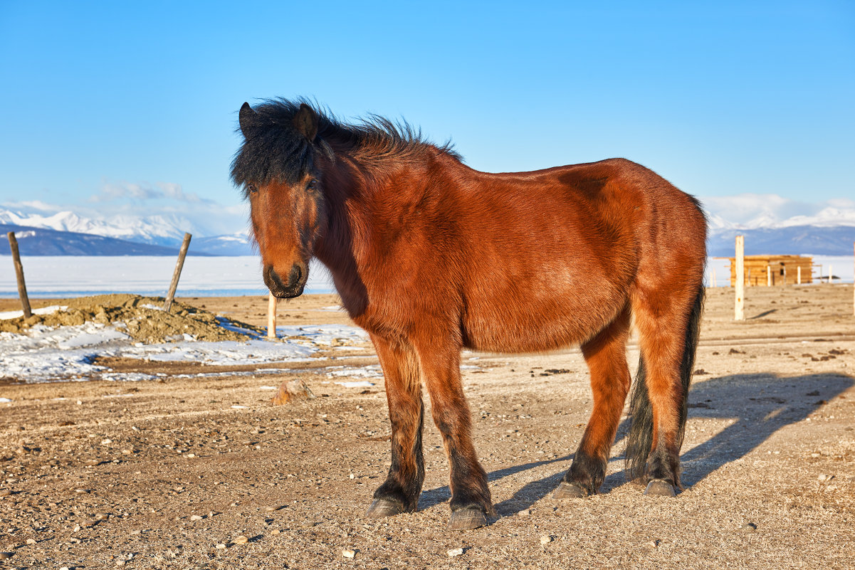 Монгольский буланый конь - Виктор Никитин