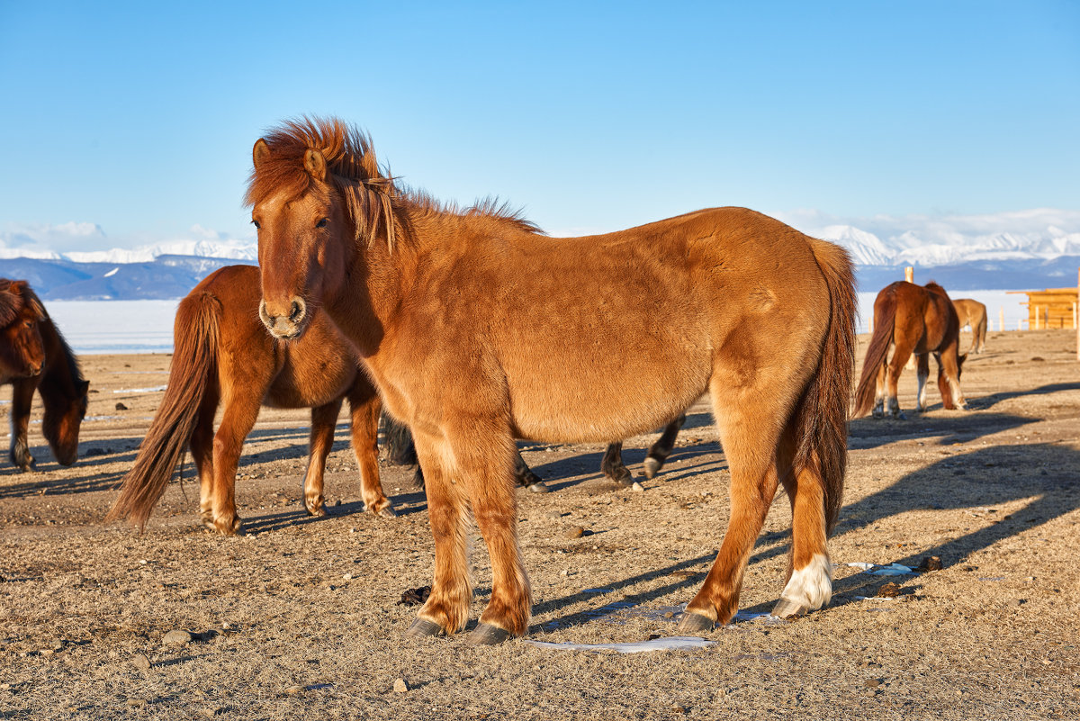 Монгольская лошадь - Виктор Никитин