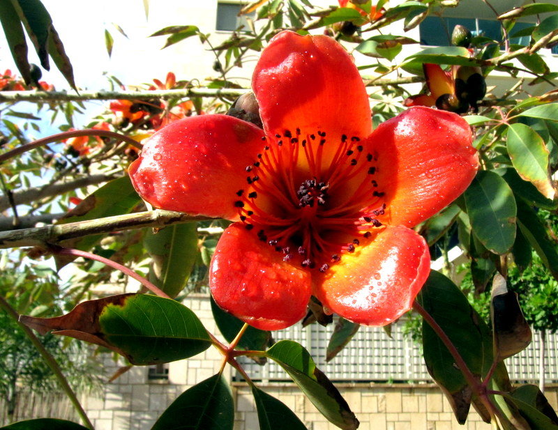 Цветок Сэйбы - Герович Лилия 