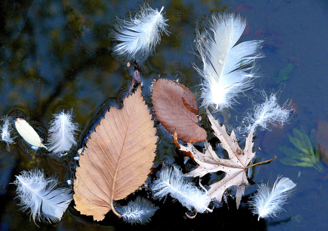 Листья и перышки на воде - Асылбек Айманов