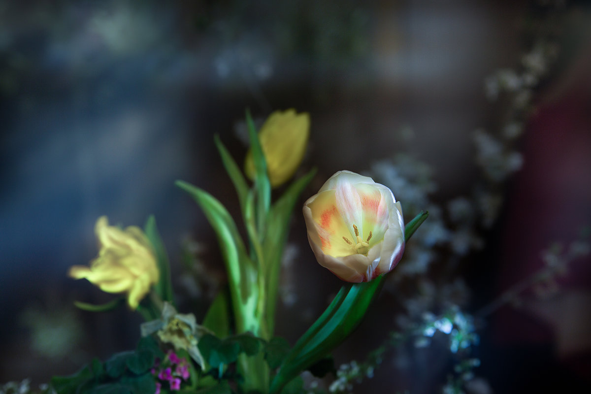 весенние тюльпаны - Светлана Ясевич