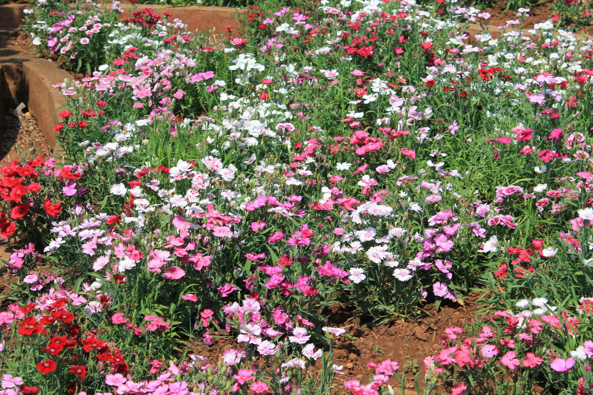 Цветы Индии Висячие Сады Мумбаи - maikl falkon 