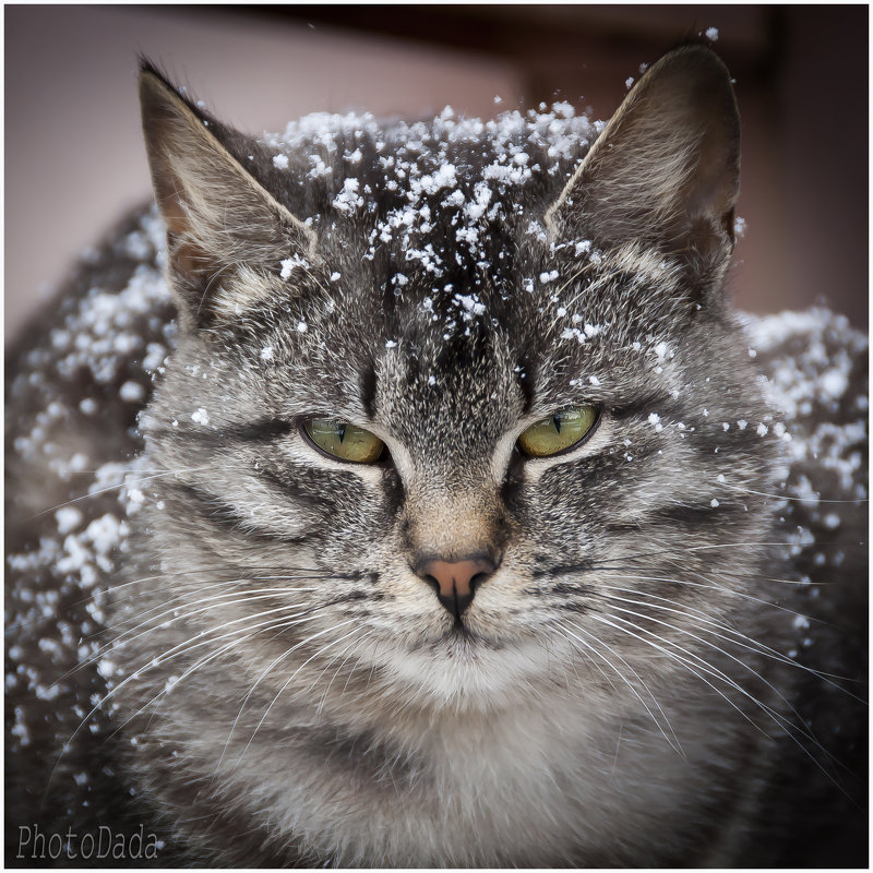 Из жизни котов . Русский на свежем воздухе . - Игорь Абламейко