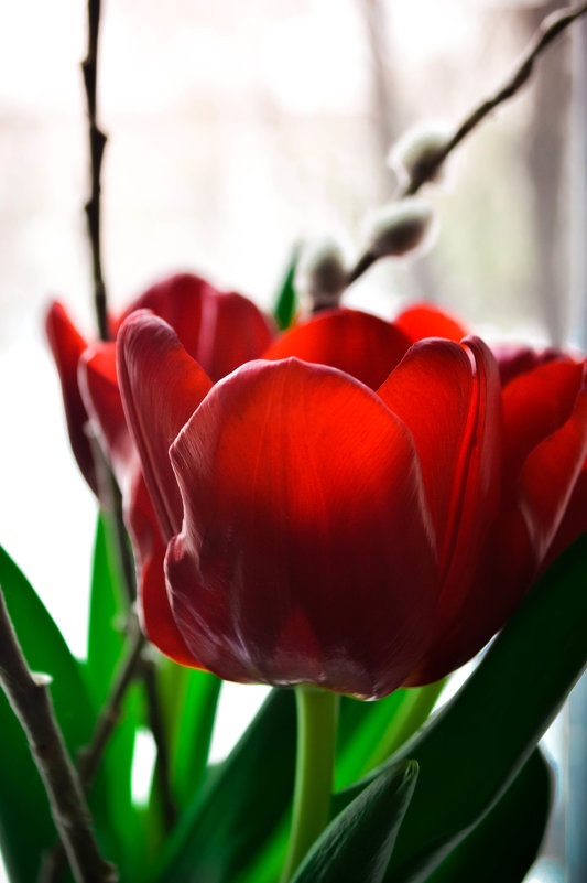 Весна. Тюльпаны - Дарья Селянкина