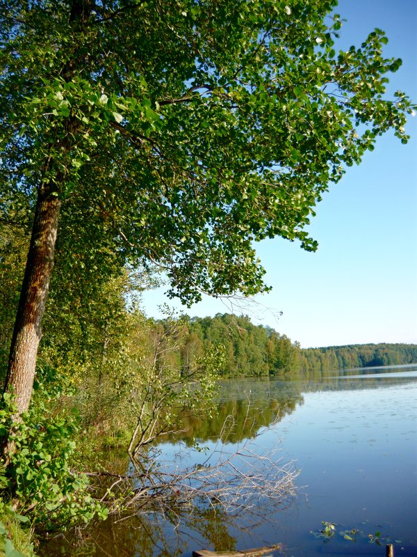 Лесное озеро - Вера Щукина