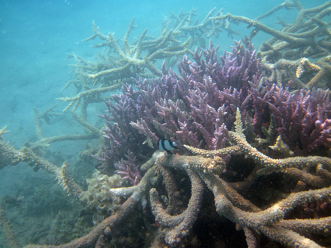 Коралловые заросли - Lukum 