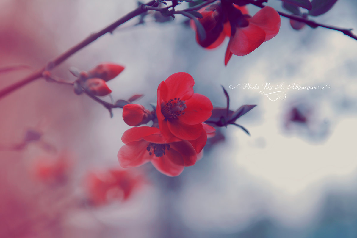 какая красота весна - Армен Абгарян
