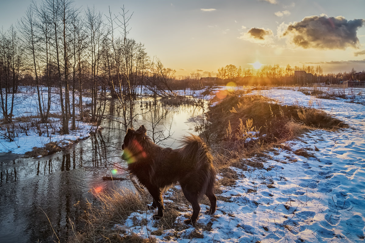 Солнце,Река,Собака.... - Андрей Дворников