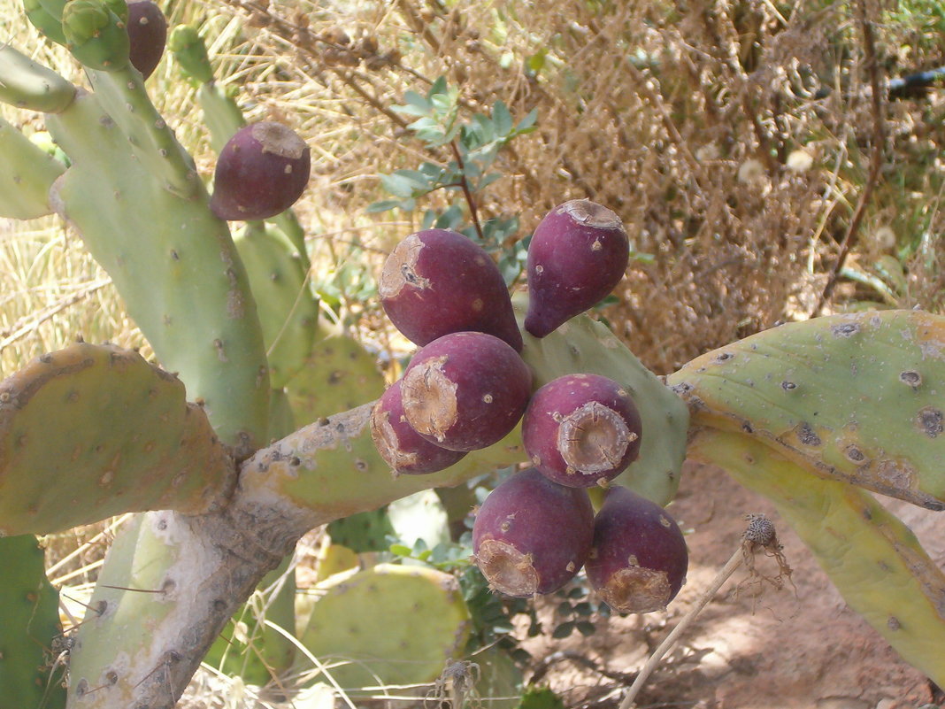 Цабра - плоды кактуса - Герович Лилия 