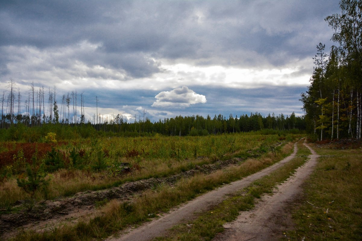 Дорога - Александр 