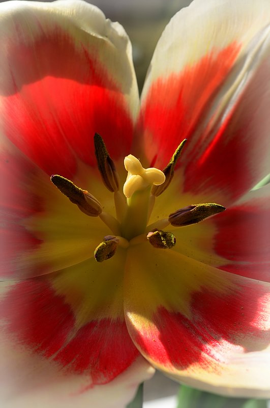 Tulips - Tatiana Kretova