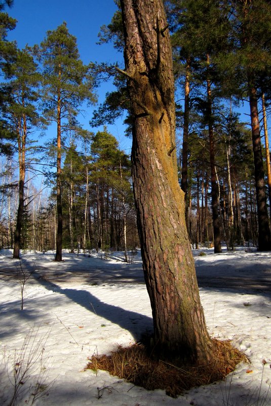 Весенний лес - Павел Зюзин