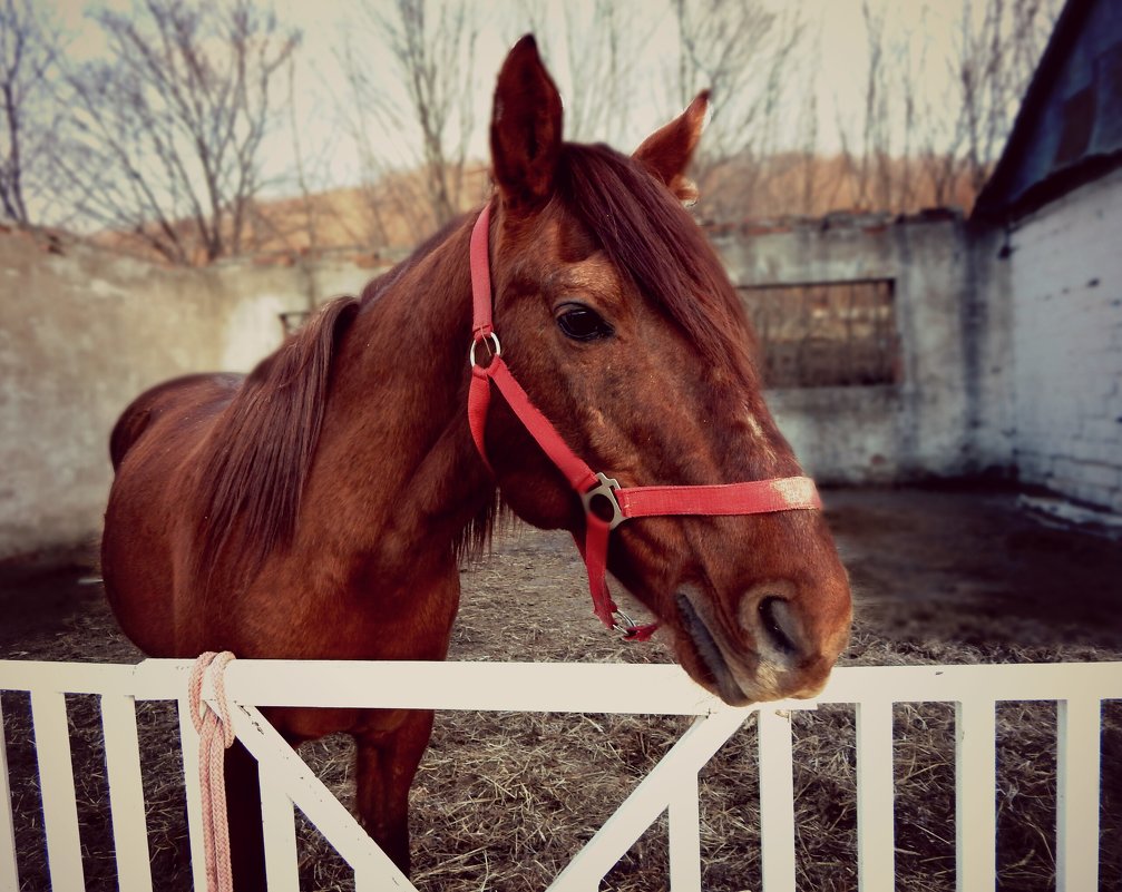 Лошадь - Natalia Babukh
