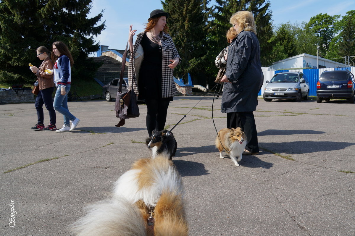 DogShow. Зарисовки. - Tatiana Golubinskaia