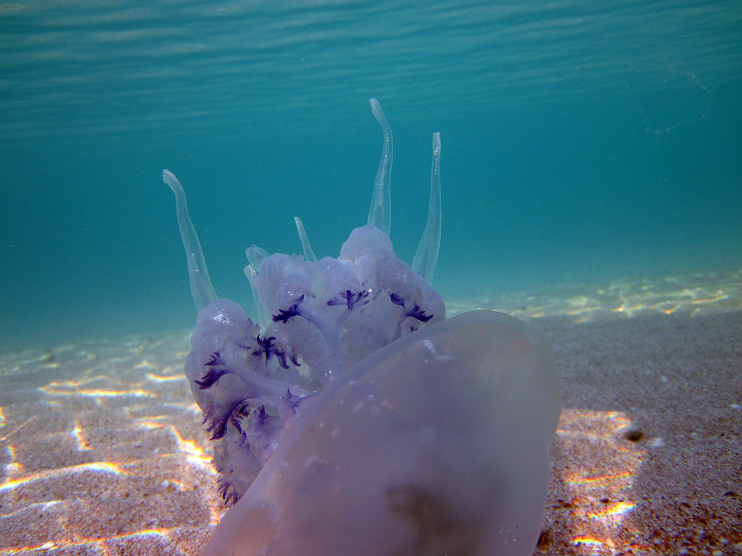 Черноморская медуза - Lukum 