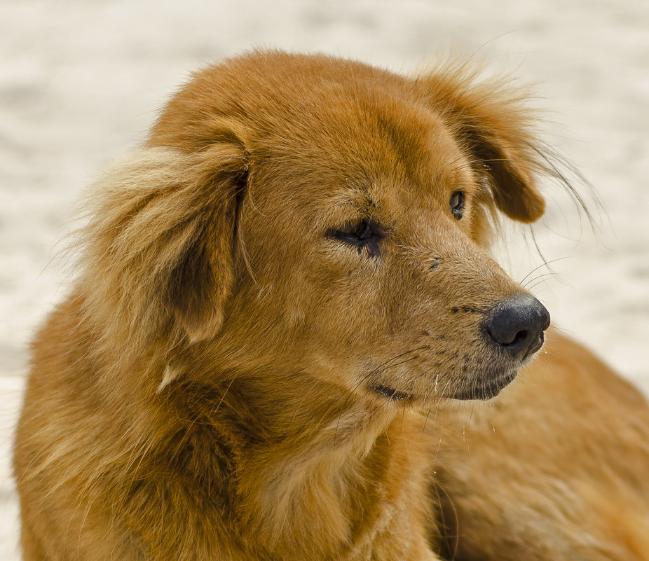 Собака которая живёт на пляже - Вячеслав Васильевич