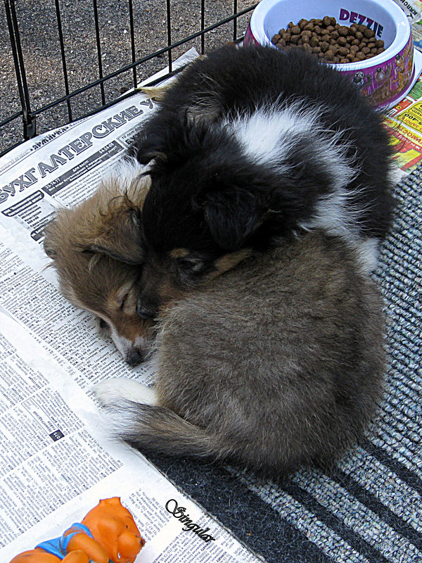 Puppy's Lullaby on the street. - Tatiana Golubinskaia