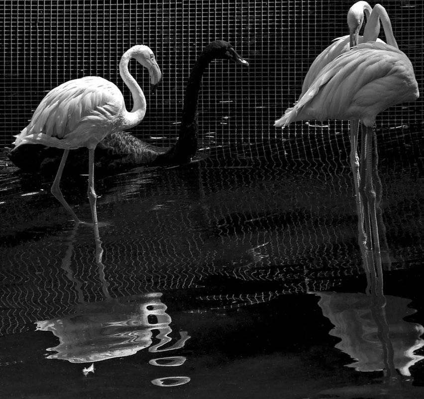 фламинго и лебедь - Ирина Сафонова