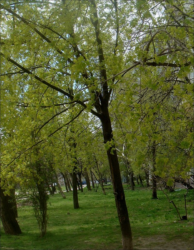 Зелёный апрель - Нина Корешкова