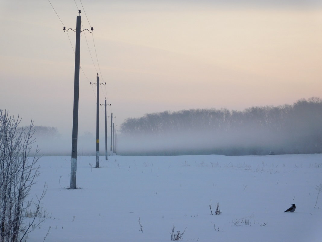 Туманное утро с вороной - Ольга Алеева
