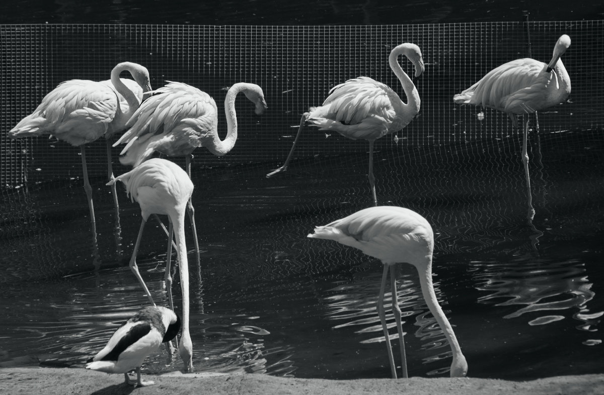 фламинго зоопарк - Ирина Сафонова