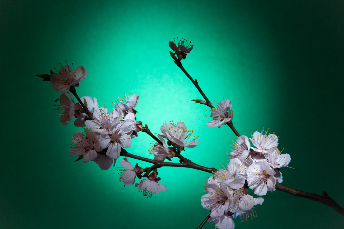 Ветка цветущего абрикоса - Евген Бурлак
