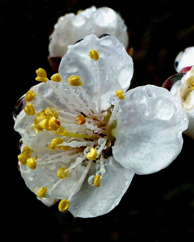 Цветок урюка после дождя - Асылбек Айманов