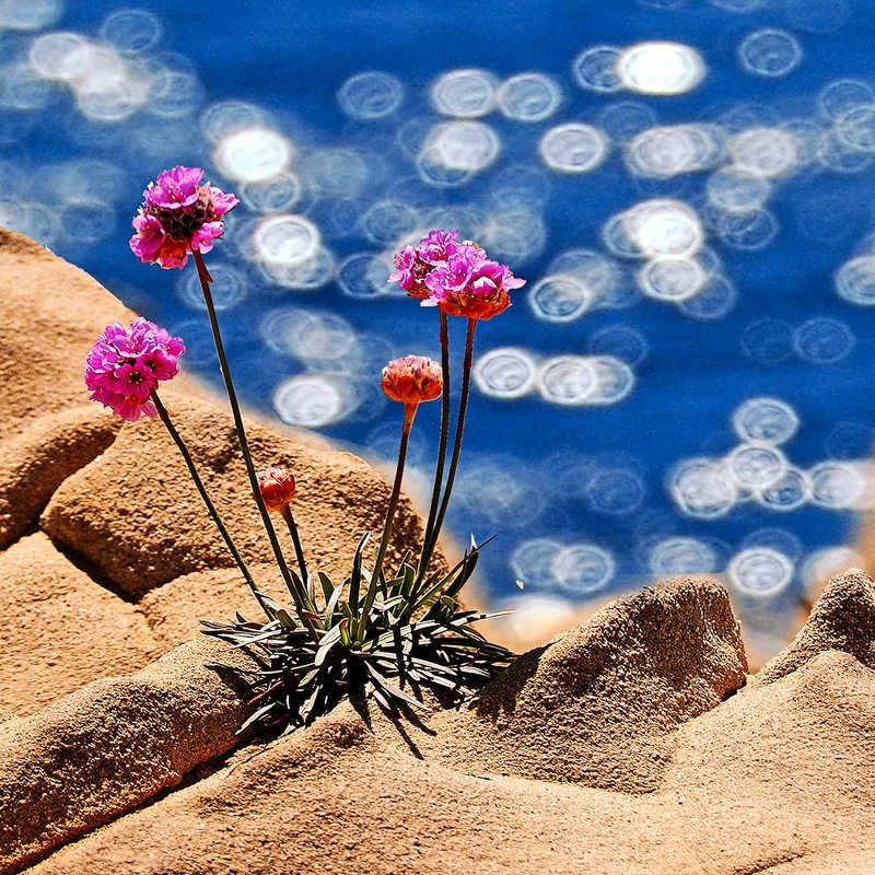 мир солнца, моря и цветов - viton 