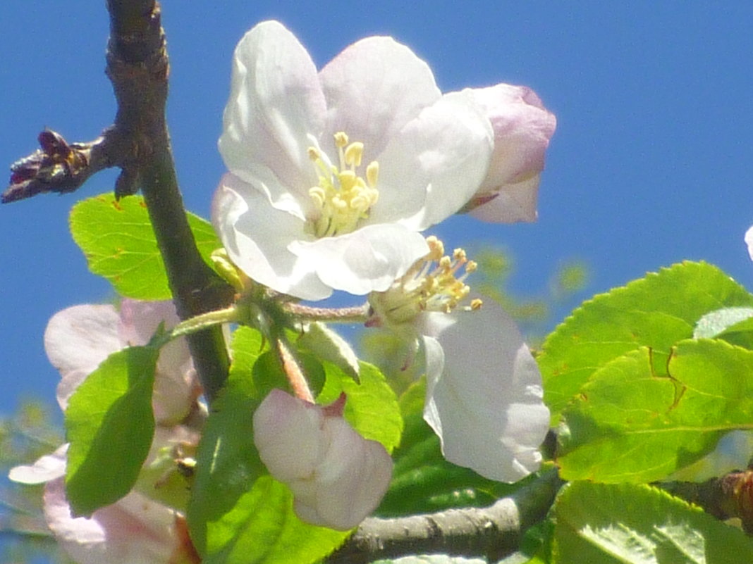 Яблоня в цвету - Дарья Совушкина