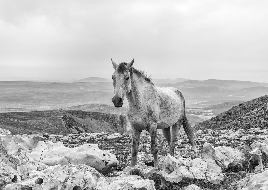 Одинокая лошадь - Genadi Zamirsky