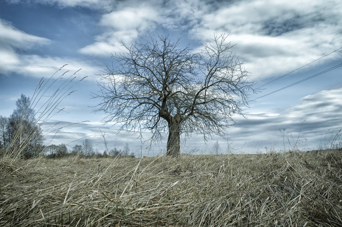 Одинокое дерево в поле - Slava Leluga 