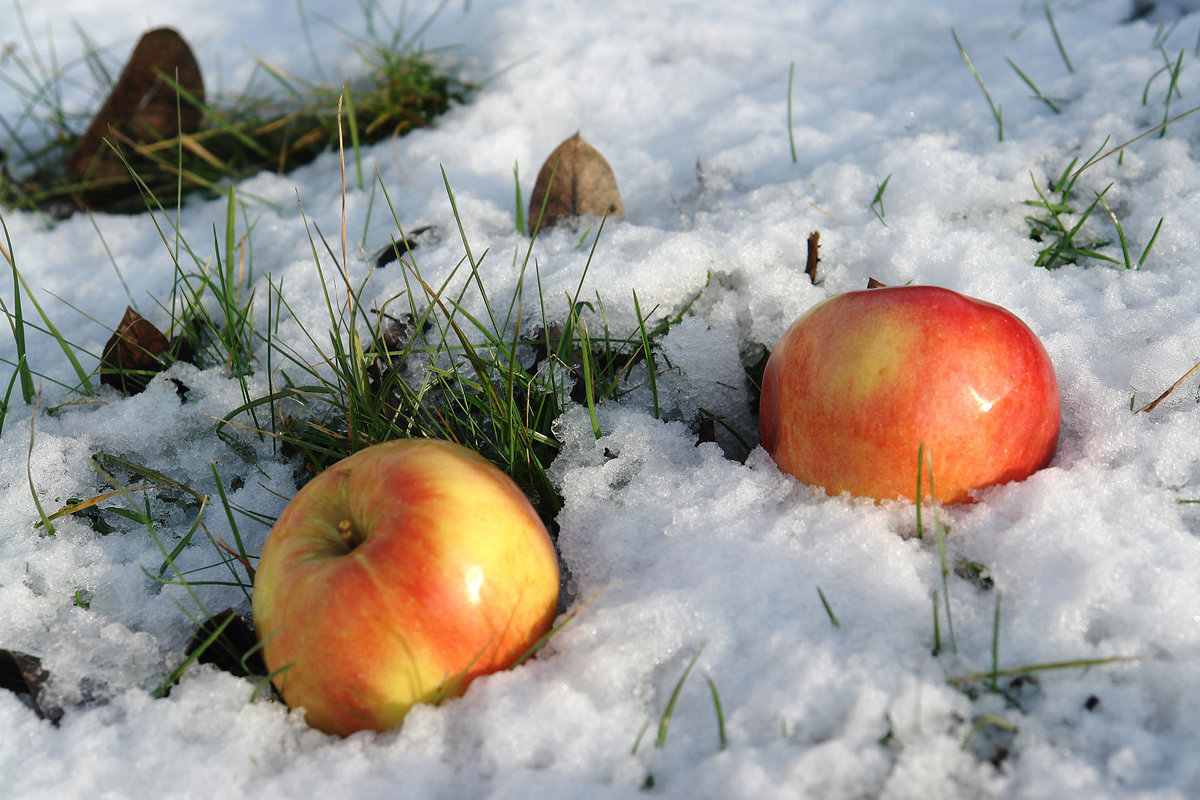 Яблоки на снегу - Сергей 
