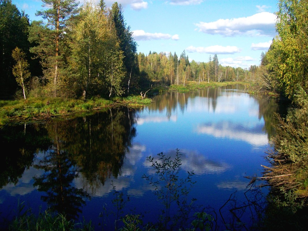 лесное озеро - Наталья Зимирева