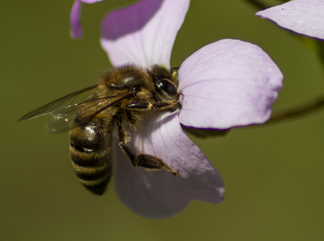 Весна. Пчелинный нектар - Александра Михайлова